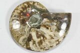 Lot: to Polished Ammonite Fossils - Pieces #82650-1